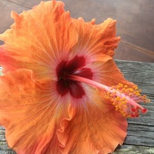 Meet your Posher, Meredith